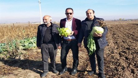 The world’s largest and heaviest cabbage was produced in Shahrivar village, Ardabil, Iran