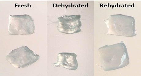 Scientists Pumped Ovarian Tissue Full of Sugar and Microwaved It. Here’s Why