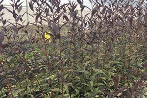 محصولات کشاورزی مقاوم شدند