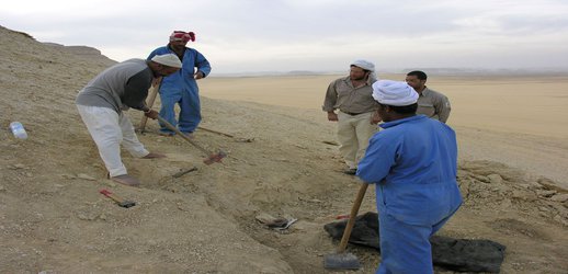 Ancient Whale Fossil Helps Detail How the Mammals Took From Land to Sea