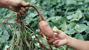 Sweet potato can warn neighbors of insect attacks