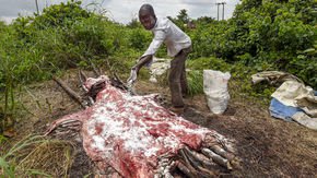 Chinese trade in hides has led to global donkey massacre