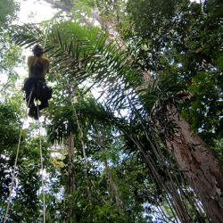 Expedition finds tallest tree in the Amazon