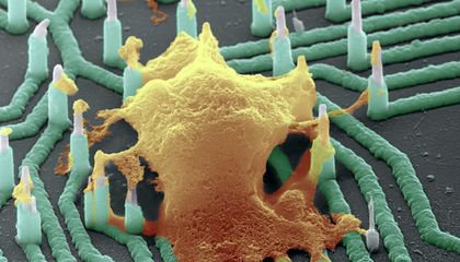 Miniature Brains Recently Sent Out Brain Waves for the First Time