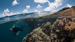 As coral reefs suffer around the world, those in French Polynesia are thriving