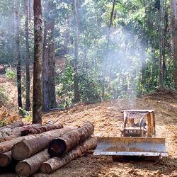 Degraded soils mean tropical forests may never fully recover from logging