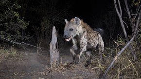 New website aims to gather all those camera trap mugs of wildlife
