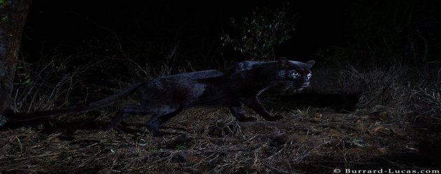 Why Are Black Leopards So Rare?