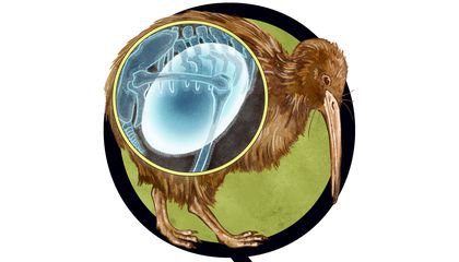 What Bird Lays the Biggest Eggs Compared to Its Body Size? Where Does 'Lame Duck' Come From? And More Questions From Our Readers