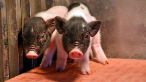 Eyeing organs for human transplants, companies unveil the most extensively gene-edited pigs yet