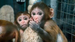 2020 U.S. spending bill restricts some animal research, pushes for lab animal retirement