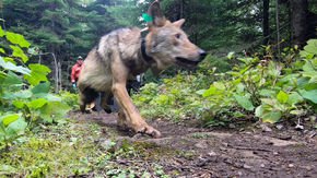 Relocated island wolves outlasting mainland wolves in new Isle Royale home