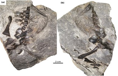 Lizard-Like Fossil May Represent 306-Million-Year-Old Evidence of Animal Parenting
