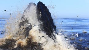 How humpback whales sneak up on thousands of unsuspecting fish