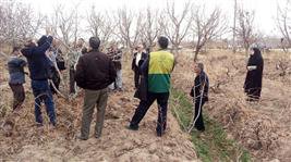 اجرای کارگاه آموزشی هرس درختان پسته درسایت ملی روستای ولی آباد