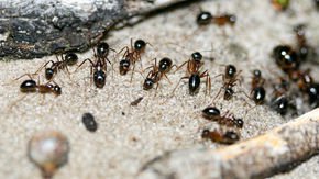 It’s ‘nature’s sports drink’: Ants live off urine on dry Australian island