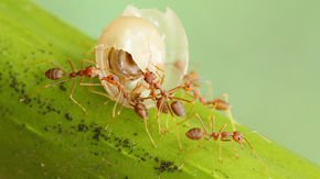 How ants walking backward find their way home