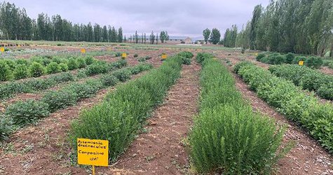 اثربخشی خدمات آموزشی و ترویجی مرکز تحقیقات و آموزش کشاورزی در افزایش سطح زیر کشت گیاهان دارویی در استان اردبیل