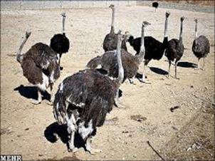 برگزاری دوره آموزشی پرورش شتر مرغ