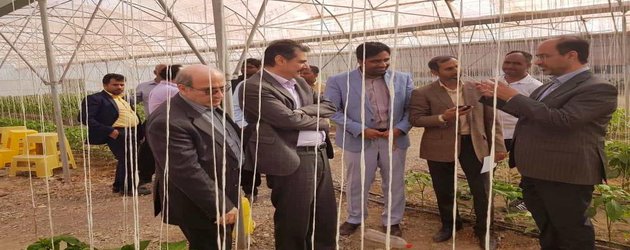 طرح ملی تولید بذر دانشگاه آزاد اسلامی در رودان توسعه می‌یابد