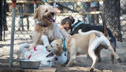 How Dog Parks Took Over the Urban Landscape