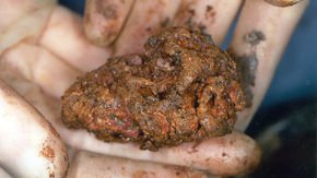 How a chunk of human brain survived intact for 2600 years