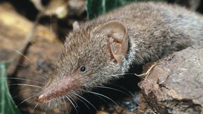 Cases of mysterious shrew-transmitted disease double