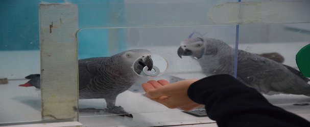 Parrots Will Share Currency to Help Their Pals Purchase Food
