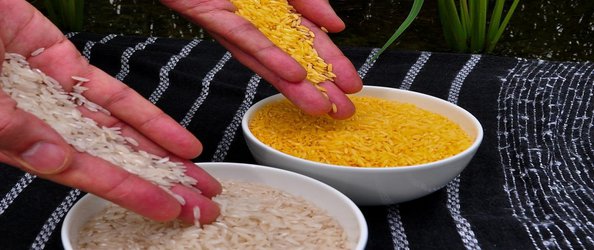 مجوز ایمنی زیستی برنج طلایی برای مصرف خوراکی انسان صادر شد