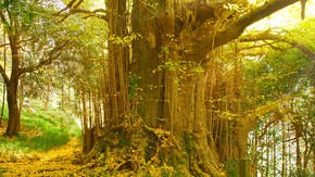 How the
     
      Ginkgo biloba
     
     achieves near-immortality