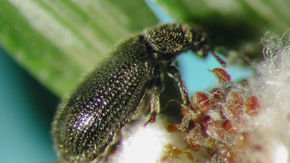 Aphid-munching beetle could help save hemlock forests