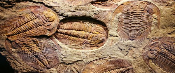 Supercomputer scours fossil record for Earth’s hidden extinctions