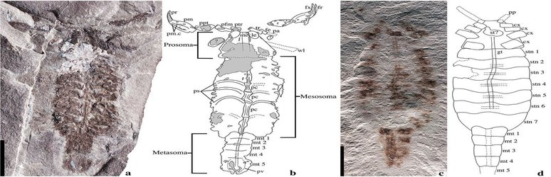 World’s Oldest Scorpions May Have Moved From Sea to Land 437 Million Years Ago