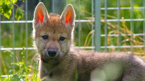 Watch wolf puppies stun scientists by playing fetch