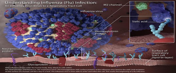 As the World Faces One of the Worst Flu Outbreaks in Decades, Scientists Eye a Universal Vaccine