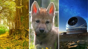 Top stories: How a tree lives so long, wolf puppies playing fetch, and a giant telescope’s uncertain future