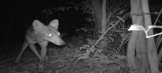 Coyotes Poised to Infiltrate South America