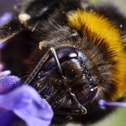 Vomiting bumblebees show that sweeter is not necessarily better