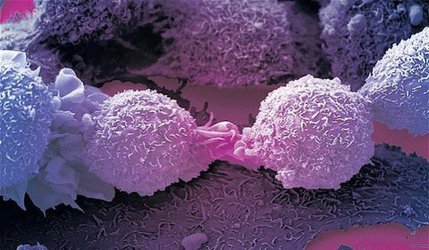 امید به درمان همه سرطان ها با کشف جدید در سیستم ایمنی