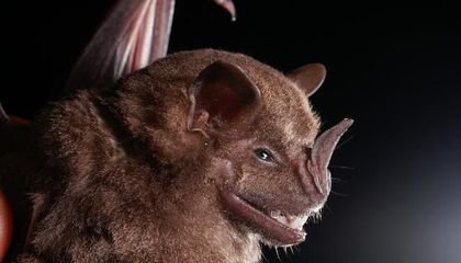 Ancient Bat Guano Reveals Thousands of Years of Human Impact on the Environment