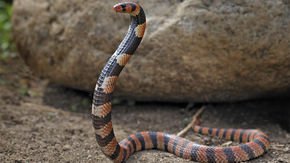 Tiny organs grown from snake glands produce real venom