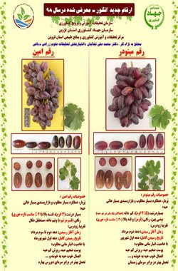 رونمایی از ۲ رقم جدید انگور تازه خوری توسط محقق مرکز تحقیقات کشاورزی  و منابع طبیعی استان قزوین