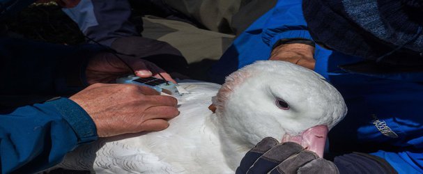 Albatrosses Outfitted With GPS Trackers Detect Illegal Fishing Vessels