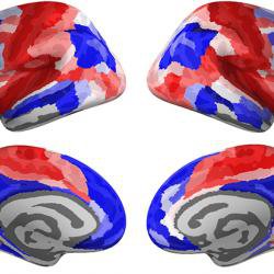 Brain networks come ‘online’ during adolescence to prepare teenagers for adult life