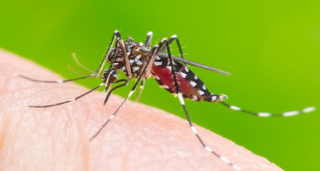 Releasing artificially-infected mosquitoes could cut global dengue cases by 90%