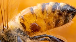 Mite-destroying gut bacterium might help save vulnerable honey bees