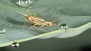 Genetically engineered moths can knock down crop pests, but will they take off?