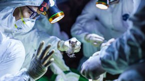 Mining coronavirus genomes for clues to the outbreak’s origins
