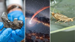 Top stories: Doggerland’s ‘lost world,’ star-swallowing black holes, and engineering killer moths
