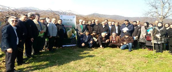 برگزاری  روز مزرعه کیوی با همکاری پژوهشکده مرکبات و میوه های نیمه گرمسیری در استان گیلان